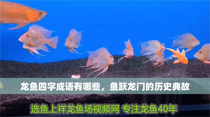 龍魚四字成語有哪些，魚躍龍門的歷史典故 龍魚四字成語有哪些，魚躍龍門的歷史典故 龍魚百科 第6張
