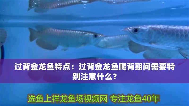過背金龍魚特點：過背金龍魚爬背期間需要特別注意什么？