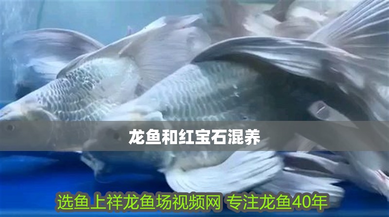 龍魚和紅寶石混養