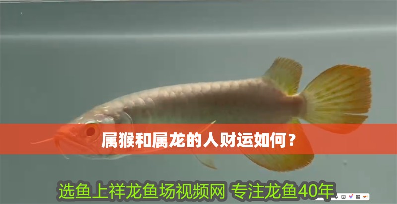 屬猴和屬龍的人財運如何？