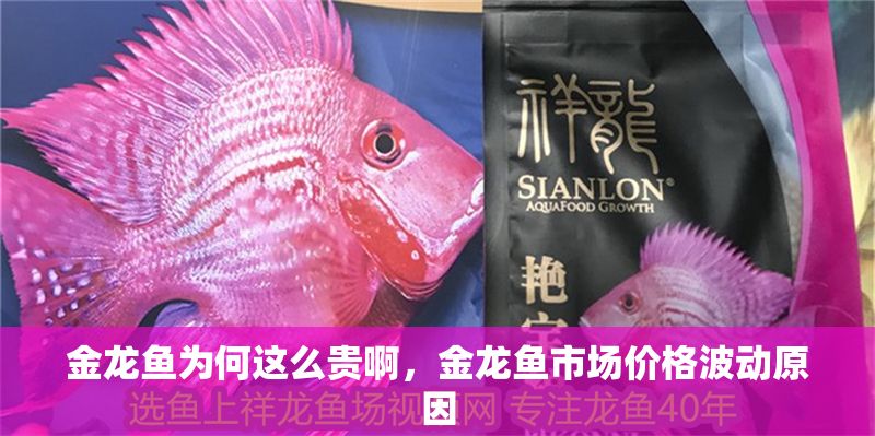 金龍魚為何這么貴啊，金龍魚市場價格波動原因