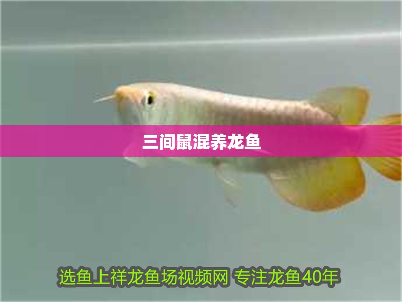 三間鼠混養(yǎng)龍魚
