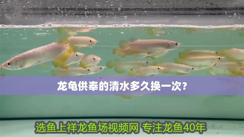 龍龜供奉的<strong><mark>清水</mark></strong>多久換一次？