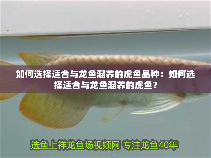 如何選擇適合與龍魚混養的虎魚品種：如何選擇適合與龍魚混養的虎魚？ 如何選擇適合與龍魚混養的虎魚品種：如何選擇適合與龍魚混養的虎魚？ 水族問答