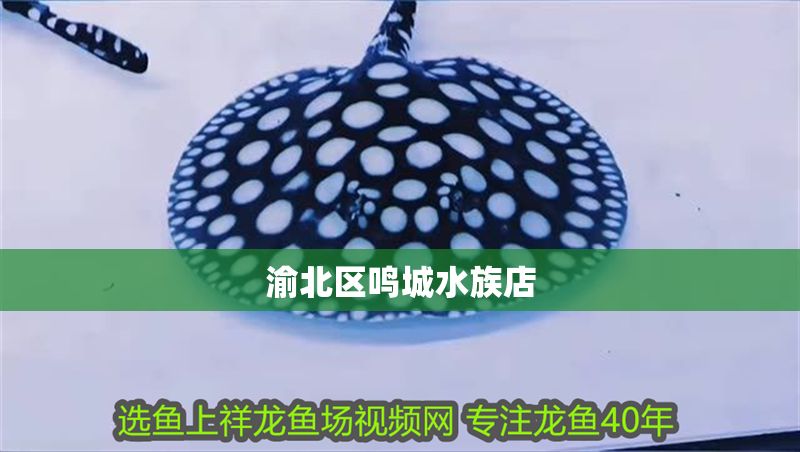 渝北區鳴城水族店