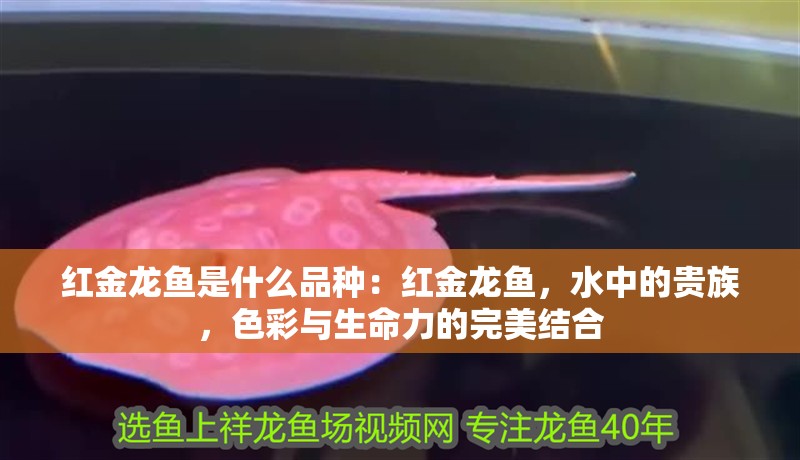 紅金龍魚是什么品種：紅金龍魚，水中的貴族，色彩與生命力的完美結合