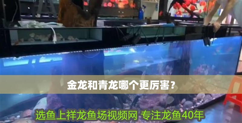 金龍和青龍哪個更厲害？ 金龍和青龍哪個更厲害？ 龍魚百科