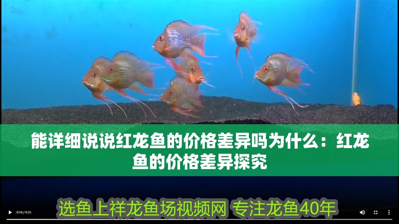 能詳細說說紅龍魚的價格差異嗎為什么：紅龍魚的價格差異探究