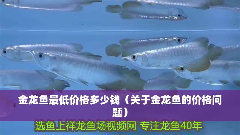 金龍魚最低價格多少錢（關于金龍魚的價格問題）