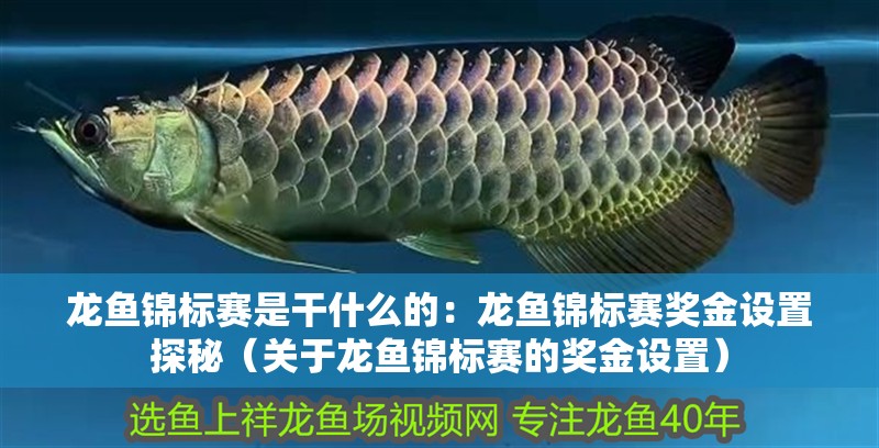 龍魚錦標賽是干什么的：龍魚錦標賽獎金設置探秘（關于龍魚錦標賽的獎金設置）