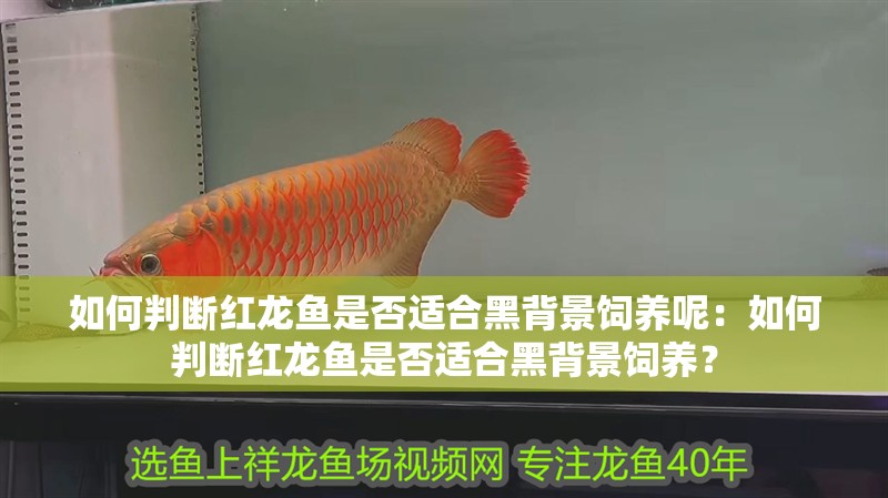 如何判斷紅龍魚是否適合黑背景飼養呢：如何判斷紅龍魚是否適合黑背景飼養？