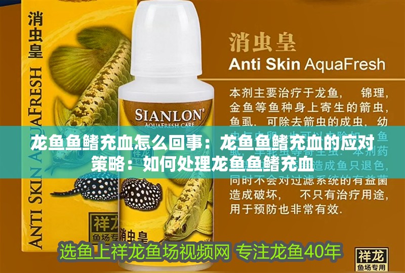 龍魚魚鰭充血怎么回事：龍魚魚鰭充血的應(yīng)對策略：如何處理龍魚魚鰭充血