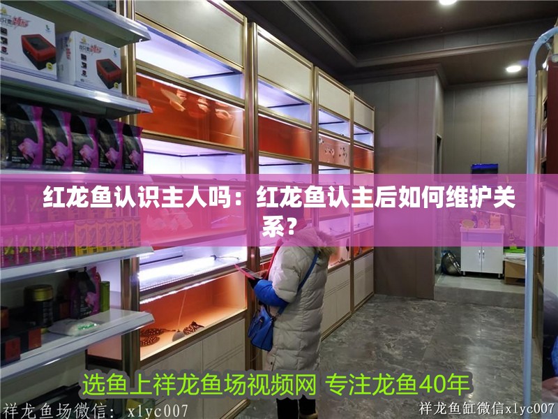 紅龍魚認識主人嗎：紅龍魚認主后如何維護關系？