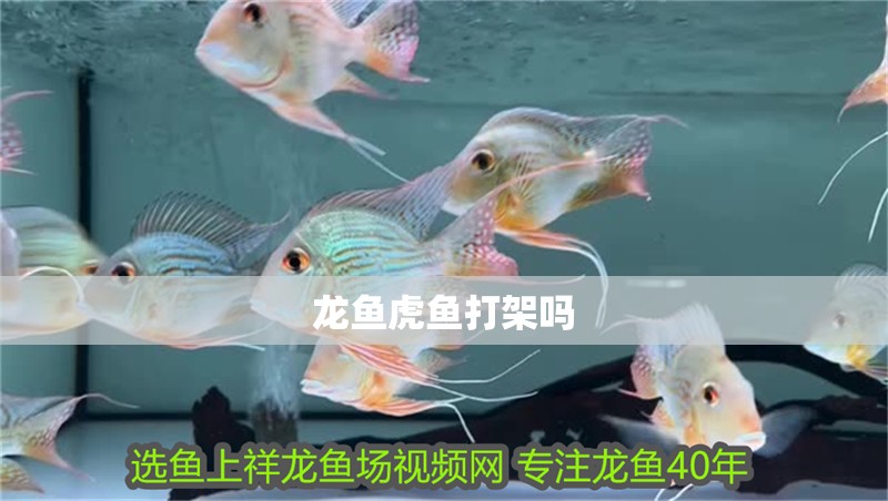 龍魚虎魚打架嗎