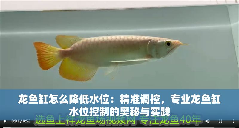 龍魚缸怎么降低水位：精準調控，專業龍魚缸水位控制的奧秘與實踐