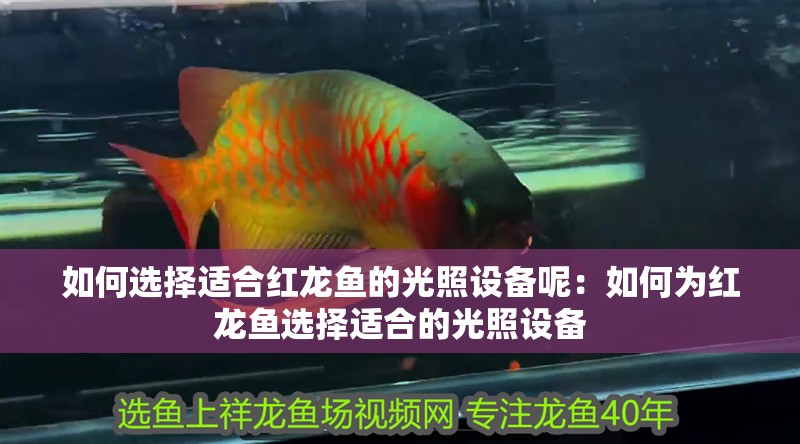 如何選擇適合紅龍魚的光照設備呢：如何為紅龍魚選擇適合的光照設備
