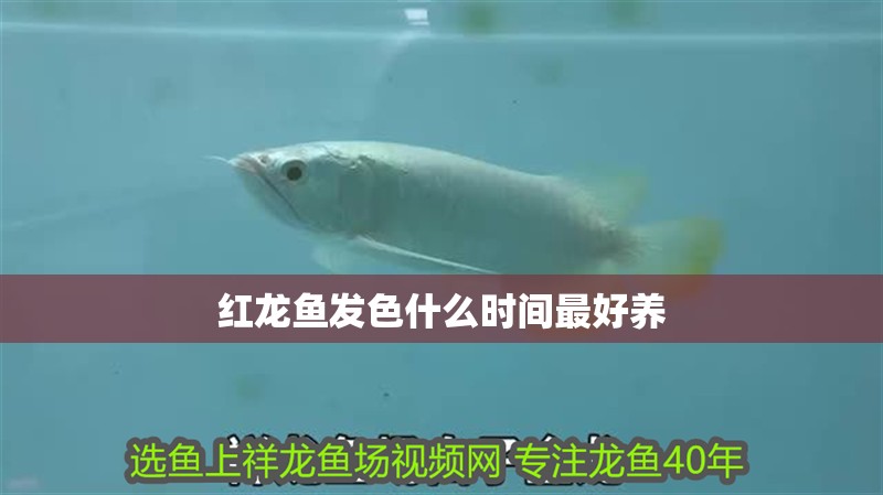 紅龍魚發(fā)色什么時(shí)間最好養(yǎng)