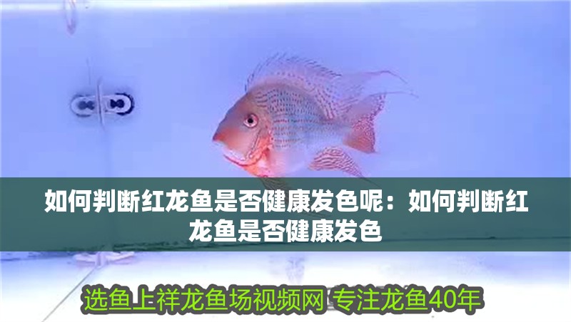 如何判斷紅龍魚是否健康發色呢：如何判斷紅龍魚是否健康發色