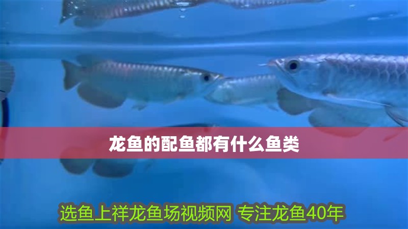 龍魚的配魚都有什么魚類