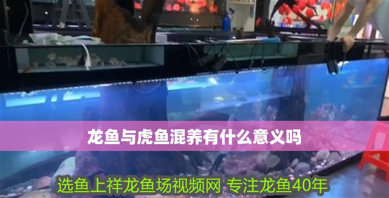 龍魚與虎魚混養有什么意義嗎