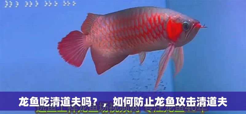 龍魚(yú)吃清道夫嗎？，如何防止龍魚(yú)攻擊清道夫
