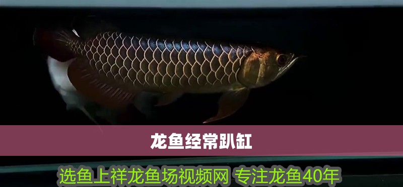 龍魚經常趴缸