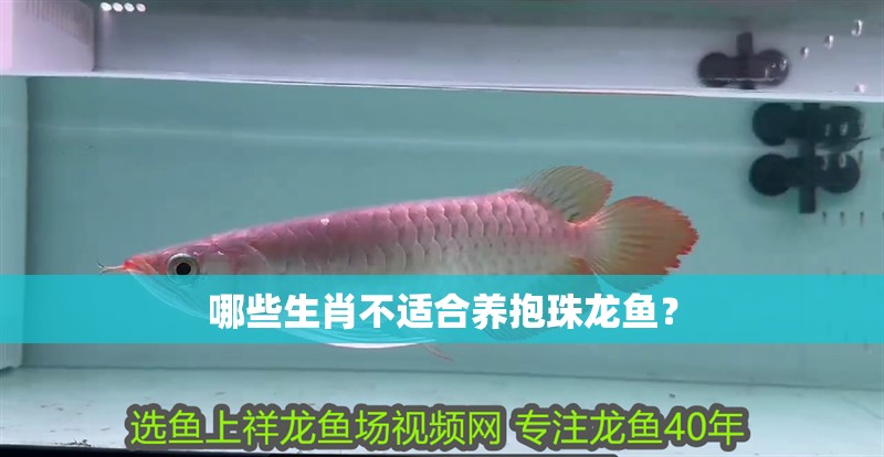 哪些生肖不適合養抱珠龍魚？