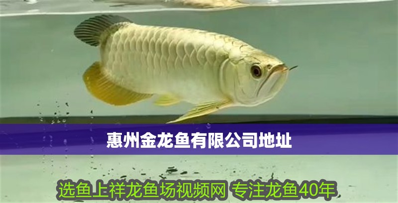 惠州金龍魚有限公司地址 惠州金龍魚有限公司地址 龍魚百科
