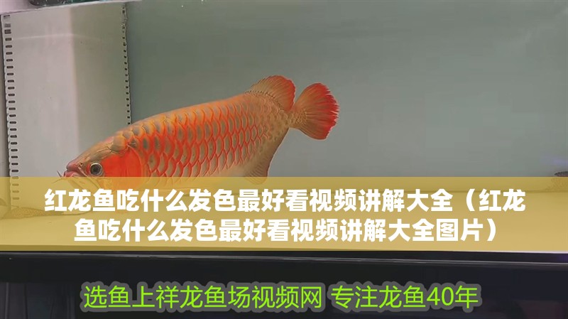 紅龍魚吃什么發色最好看視頻講解大全（紅龍魚吃什么發色最好看視頻講解大全圖片）