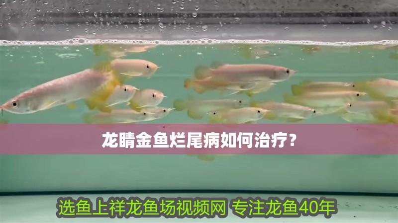 龍睛金魚爛尾病如何治療？