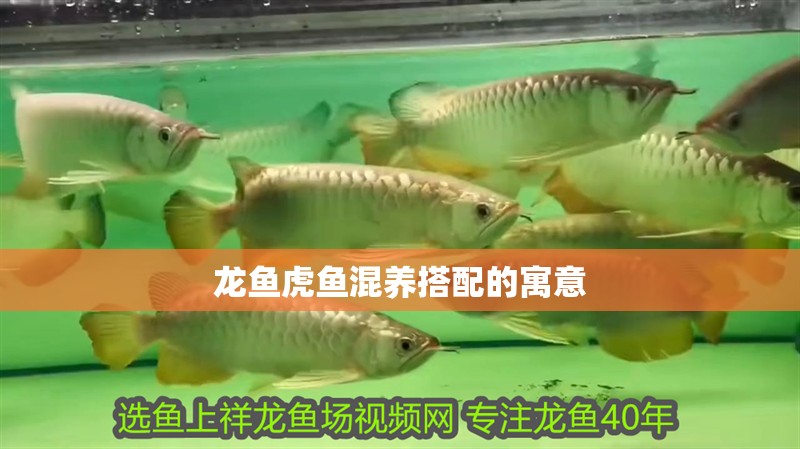龍魚虎魚混養搭配的寓意