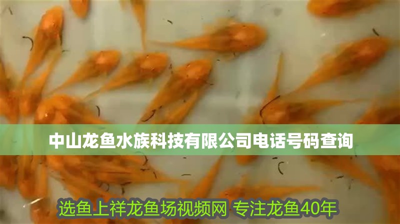 中山龍魚水族科技有限公司電話號碼查詢