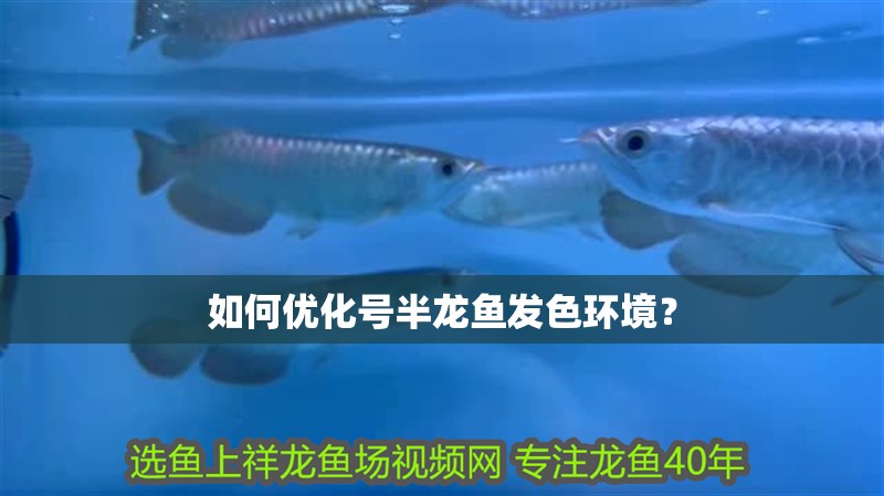 如何優化號半龍魚發色環境？