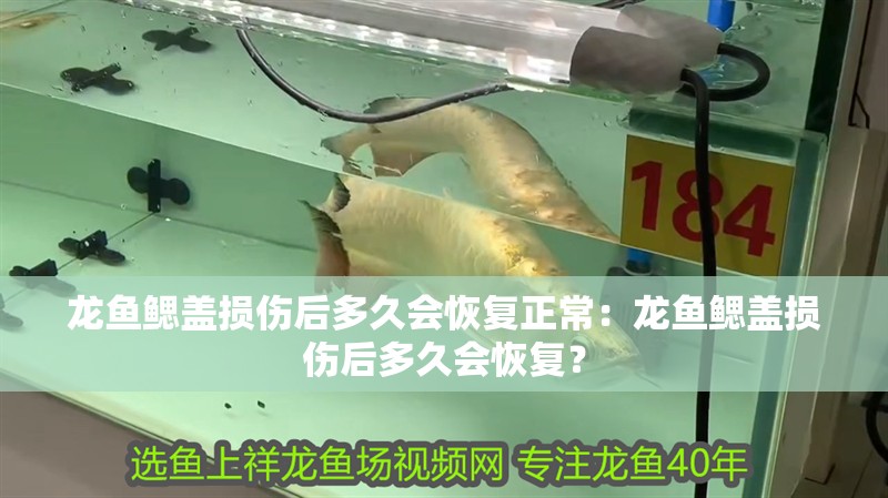 龍魚鰓蓋損傷后多久會恢復正常：龍魚鰓蓋損傷后多久會恢復？