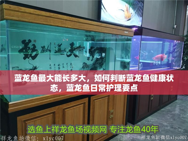 藍(lán)龍魚最大能長(zhǎng)多大，如何判斷藍(lán)龍魚健康狀態(tài)，藍(lán)龍魚日常護(hù)理要點(diǎn)