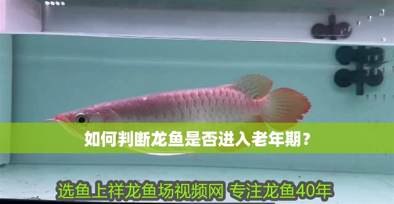 如何判斷龍魚是否進入老年期？