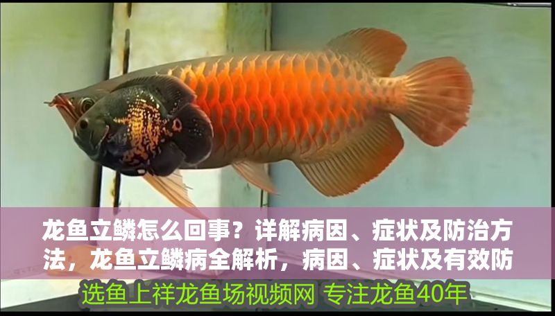龍魚立鱗怎么回事？詳解病因、癥狀及防治方法，龍魚立鱗病全解析，病因、癥狀及有效防治方法
