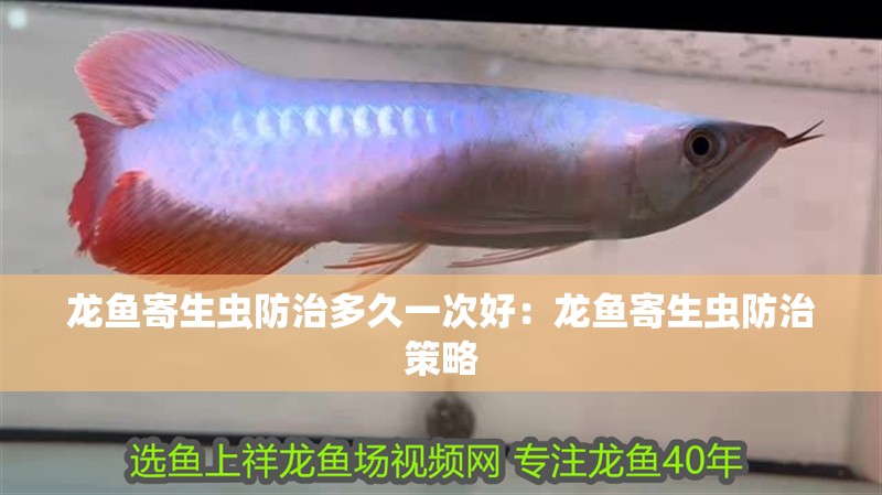 龍魚寄生蟲防治多久一次好：龍魚寄生蟲防治策略