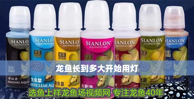 龍魚長到多大開始用燈