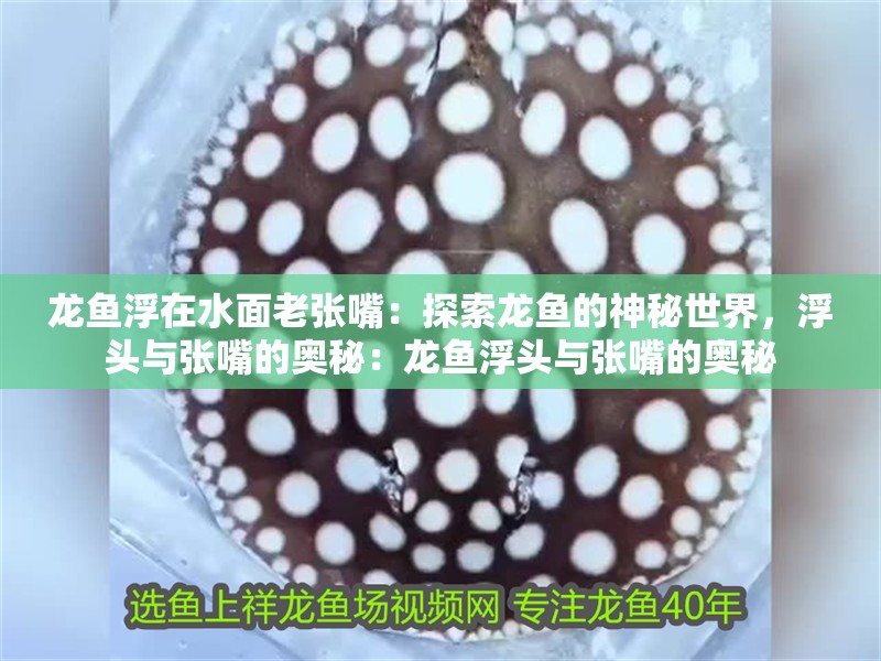 龍魚浮在水面老張嘴：探索龍魚的神秘世界，浮頭與張嘴的奧秘：龍魚浮頭與張嘴的奧秘