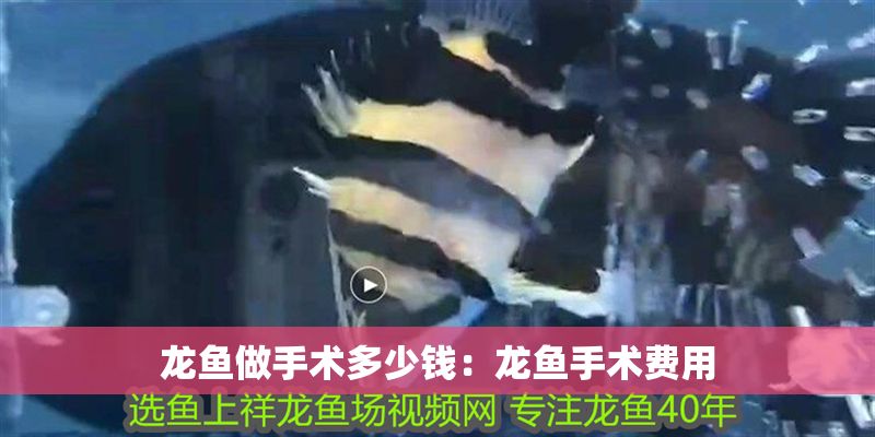 龍魚做手術(shù)多少錢：龍魚手術(shù)費用
