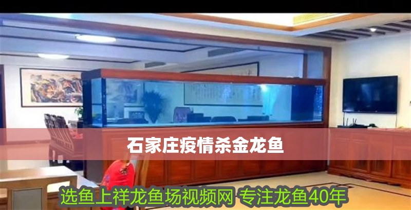 石家莊疫情殺金龍魚
