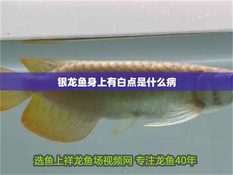 銀龍魚身上有白點是什么病