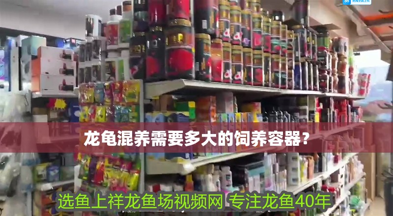 龍龜混養需要多大的飼養容器？