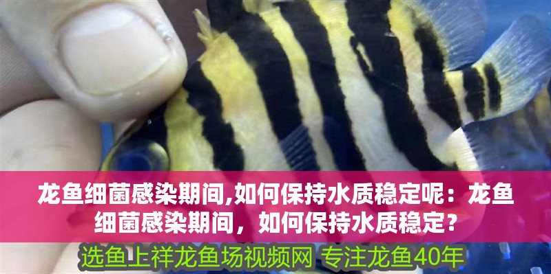 龍魚(yú)細(xì)菌感染期間,如何保持水質(zhì)穩(wěn)定呢：龍魚(yú)細(xì)菌感染期間，如何保持水質(zhì)穩(wěn)定？
