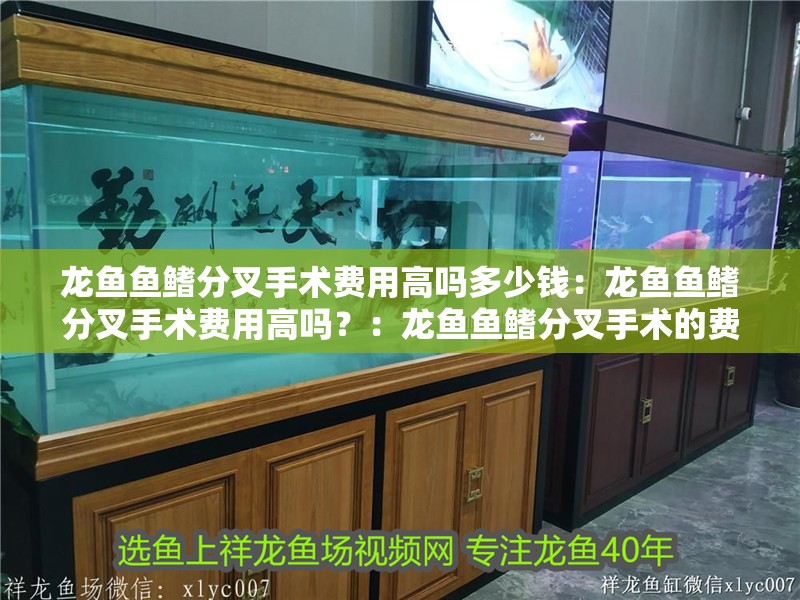 龍魚魚鰭分叉手術費用高嗎多少錢：龍魚魚鰭分叉手術費用高嗎？：龍魚魚鰭分叉手術的費用