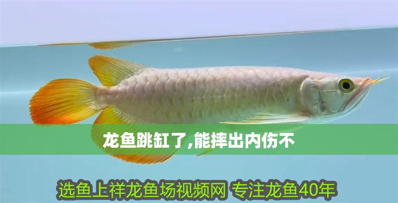 龍魚跳缸了,能摔出內傷不