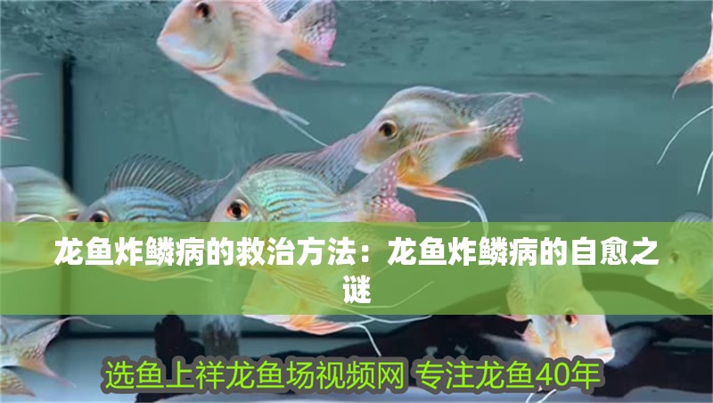 龍魚炸鱗病的救治方法：龍魚炸鱗病的自愈之謎