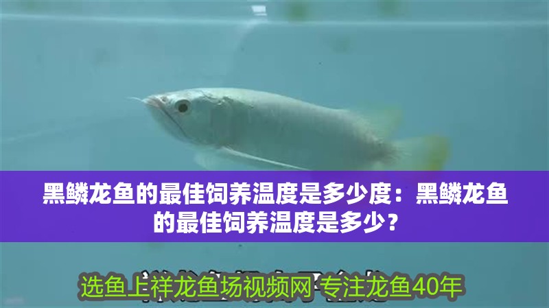 黑鱗龍魚的最佳飼養溫度是多少度：黑鱗龍魚的最佳飼養溫度是多少？