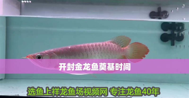 開封金龍魚奠基時間